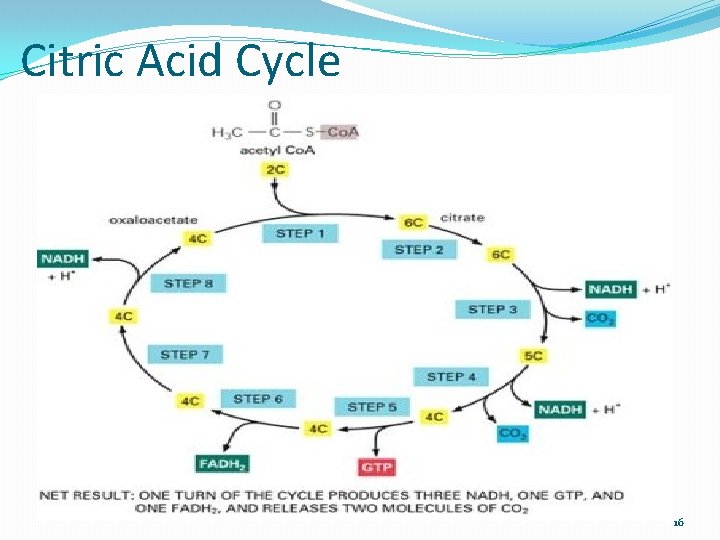 Citric Acid Cycle 16 
