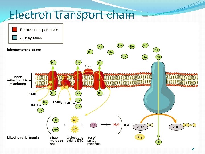 Electron transport chain 18 