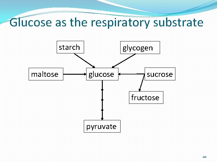 Glucose as the respiratory substrate starch maltose glycogen glucose sucrose fructose pyruvate 20 