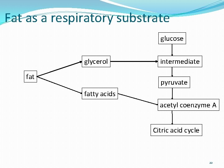 Fat as a respiratory substrate glucose glycerol fat intermediate pyruvate fatty acids acetyl coenzyme