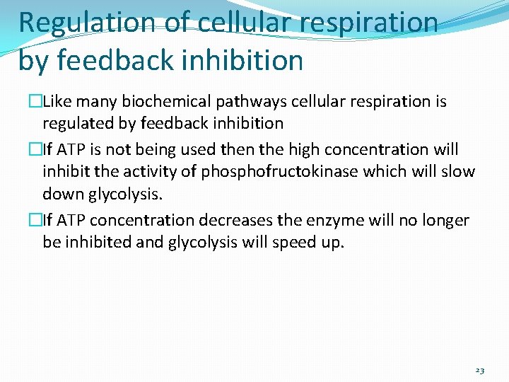 Regulation of cellular respiration by feedback inhibition �Like many biochemical pathways cellular respiration is