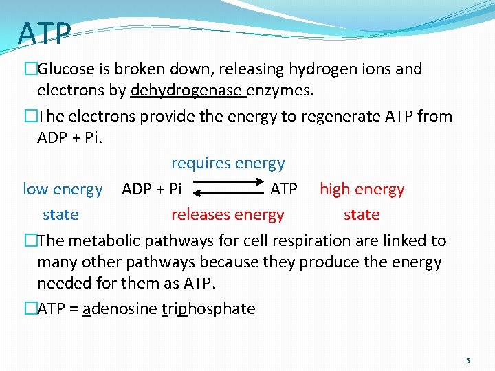 ATP �Glucose is broken down, releasing hydrogen ions and electrons by dehydrogenase enzymes. �The