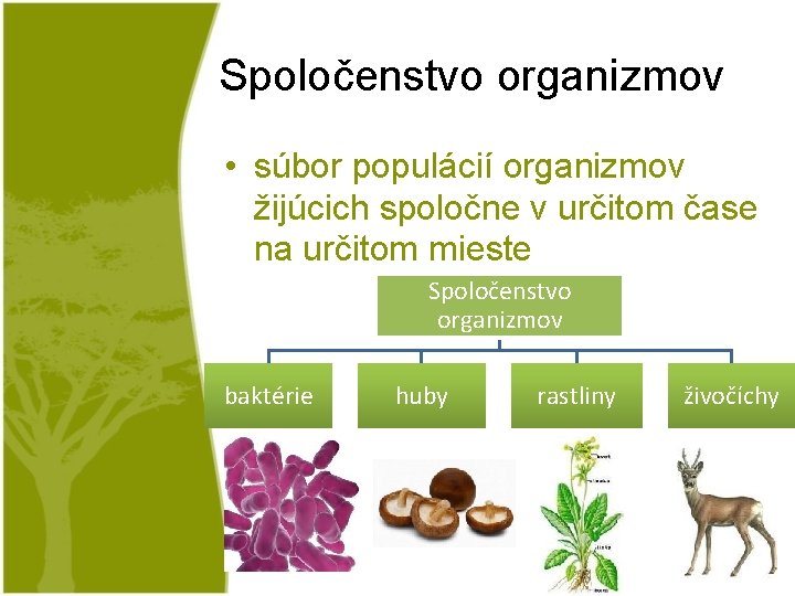 Spoločenstvo organizmov • súbor populácií organizmov žijúcich spoločne v určitom čase na určitom mieste