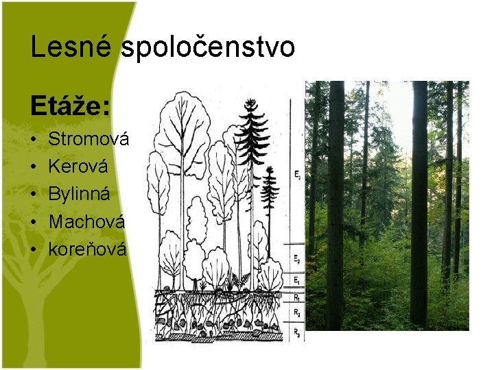 Lesné spoločenstvo Etáže: • • • Stromová Kerová Bylinná Machová koreňová 