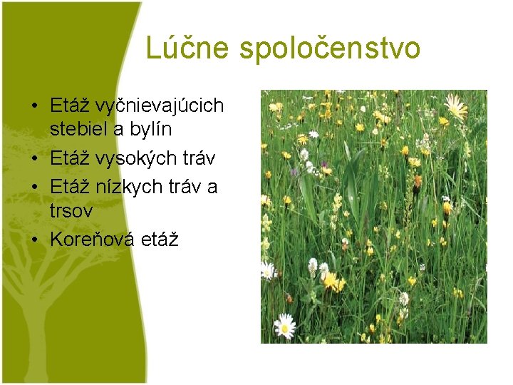 Lúčne spoločenstvo • Etáž vyčnievajúcich stebiel a bylín • Etáž vysokých tráv • Etáž