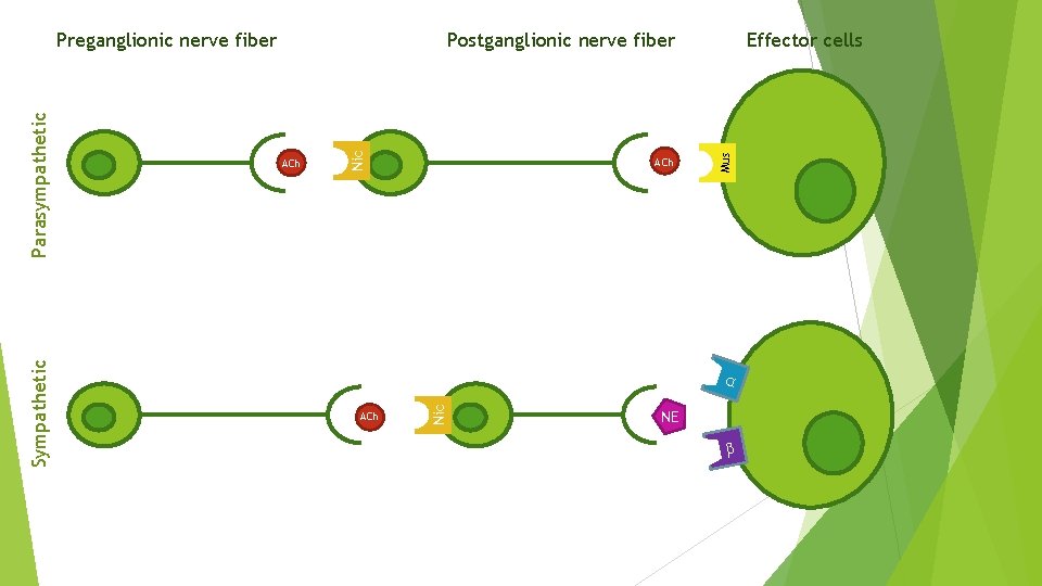 ACh Effector cells Mus ACh Nic Postganglionic nerve fiber α ACh Nic Sympathetic Parasympathetic