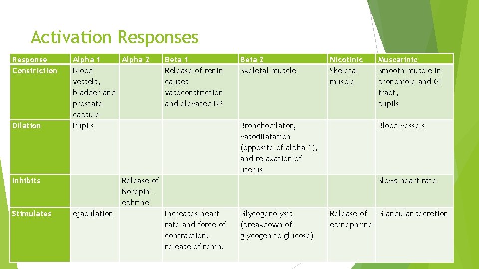 Activation Responses Response Constriction Dilation Alpha 1 Alpha 2 Blood vessels, bladder and prostate