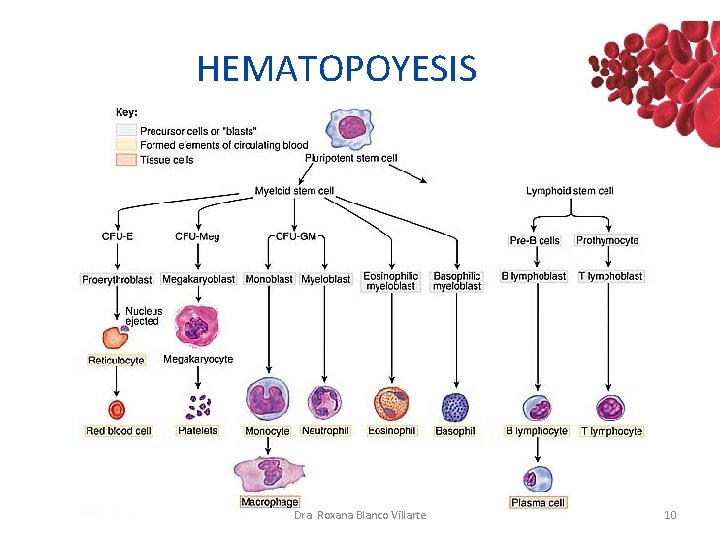 HEMATOPOYESIS Dra. Roxana Blanco Villarte 10 HEMATOPOYESIS Dra. Roxana Blanco Villarte 10