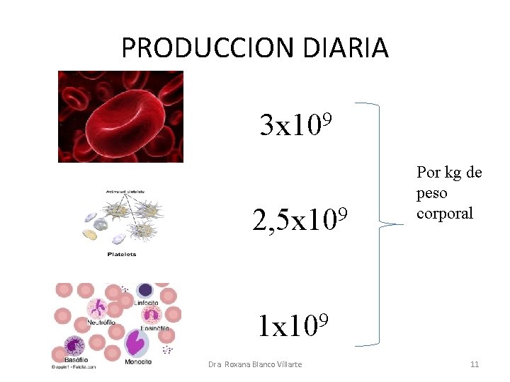 PRODUCCION DIARIA 3 x 109 9 2, 5 x 10 Por kg de peso PRODUCCION DIARIA 3 x 109 9 2, 5 x 10 Por kg de peso