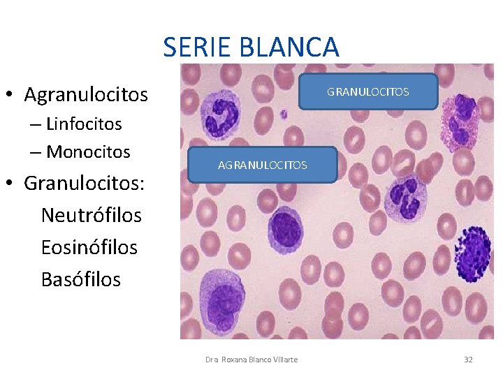 SERIE BLANCA • Agranulocitos – Linfocitos – Monocitos • Granulocitos: Neutrófilos Eosinófilos Basófilos GRANULOCITOS SERIE BLANCA • Agranulocitos – Linfocitos – Monocitos • Granulocitos: Neutrófilos Eosinófilos Basófilos GRANULOCITOS