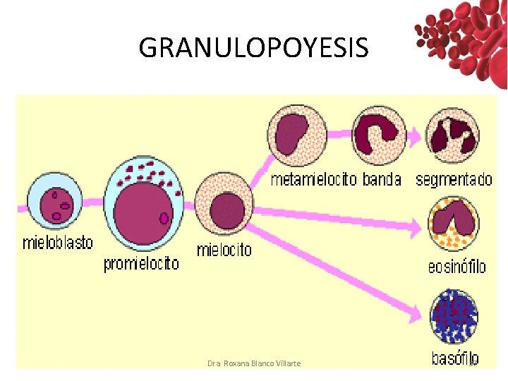 GRANULOPOYESIS Dra. Roxana Blanco Villarte 37 GRANULOPOYESIS Dra. Roxana Blanco Villarte 37
