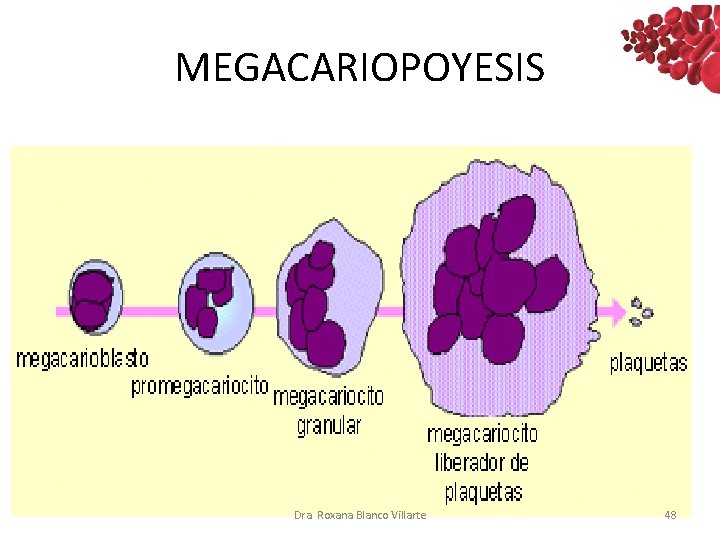 MEGACARIOPOYESIS Dra. Roxana Blanco Villarte 48 MEGACARIOPOYESIS Dra. Roxana Blanco Villarte 48
