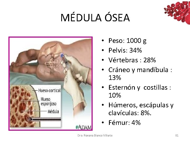 MÉDULA ÓSEA Peso: 1000 g Pelvis: 34% Vértebras : 28% Cráneo y mandíbula : MÉDULA ÓSEA Peso: 1000 g Pelvis: 34% Vértebras : 28% Cráneo y mandíbula :