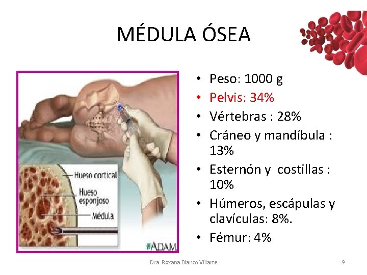 MÉDULA ÓSEA Peso: 1000 g Pelvis: 34% Vértebras : 28% Cráneo y mandíbula : MÉDULA ÓSEA Peso: 1000 g Pelvis: 34% Vértebras : 28% Cráneo y mandíbula :