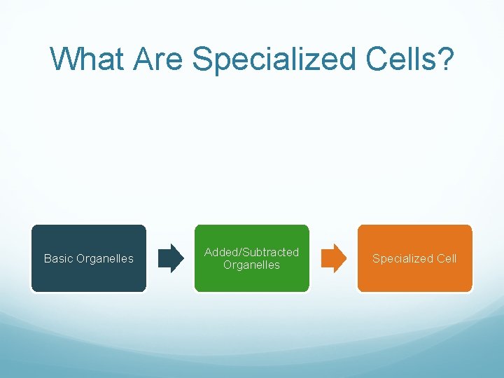 What Are Specialized Cells? Basic Organelles Added/Subtracted Organelles Specialized Cell 
