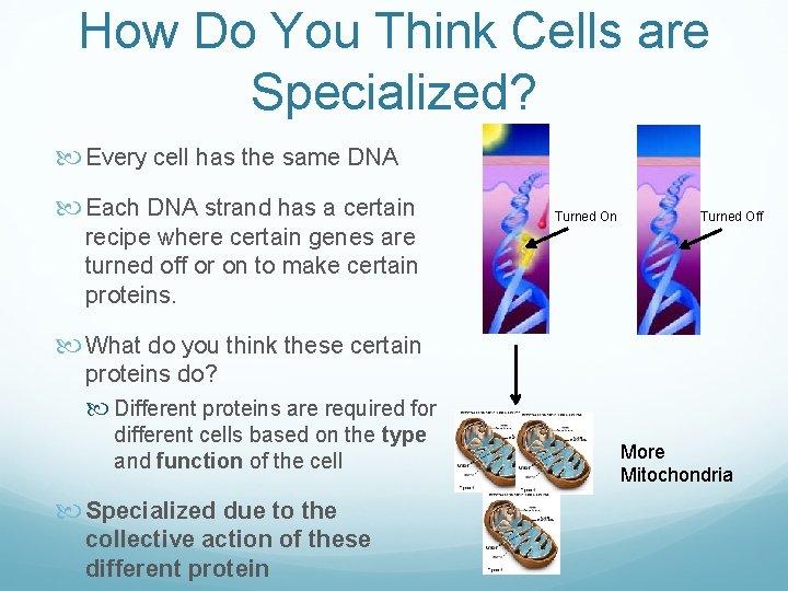 How Do You Think Cells are Specialized? Every cell has the same DNA Each