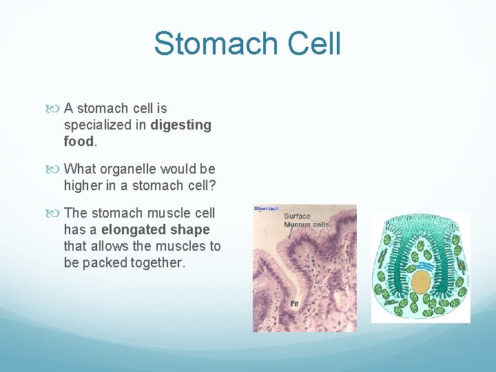 Stomach Cell A stomach cell is specialized in digesting food. What organelle would be