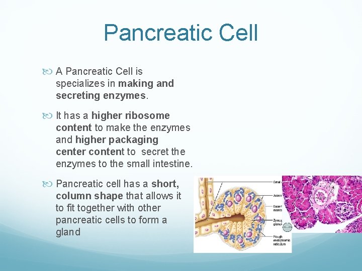 Pancreatic Cell A Pancreatic Cell is specializes in making and secreting enzymes. It has