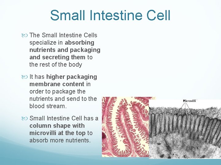 Small Intestine Cell The Small Intestine Cells specialize in absorbing nutrients and packaging and