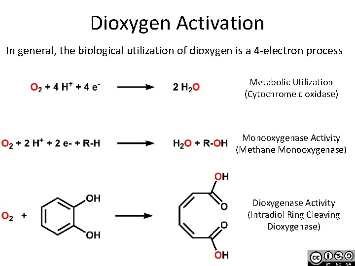 Dioxygen Activation In general, the biological utilization of dioxygen is a 4 -electron process
