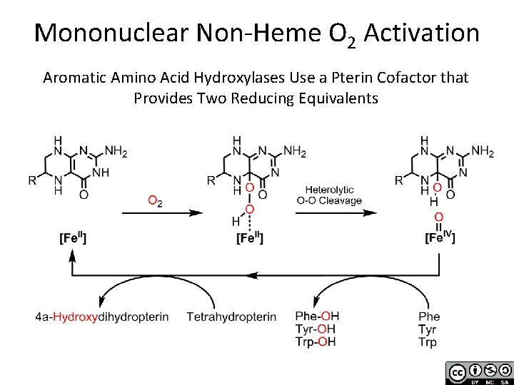 Mononuclear Non-Heme O 2 Activation Aromatic Amino Acid Hydroxylases Use a Pterin Cofactor that