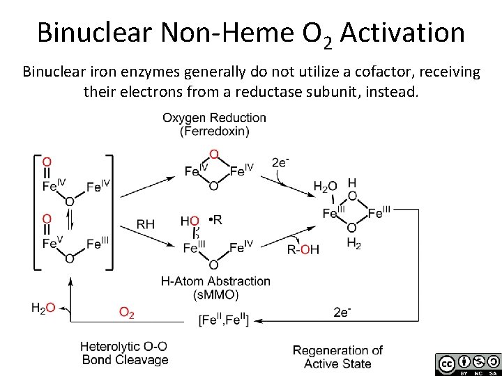 Binuclear Non-Heme O 2 Activation Binuclear iron enzymes generally do not utilize a cofactor,