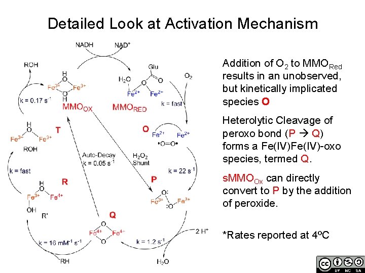 Detailed Look at Activation Mechanism Addition of O 2 to MMORed results in an