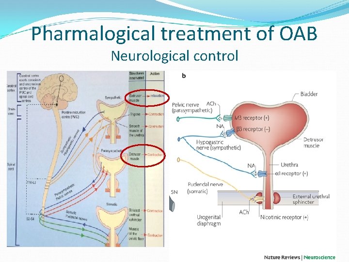 Pharmalogical treatment of OAB Neurological control 