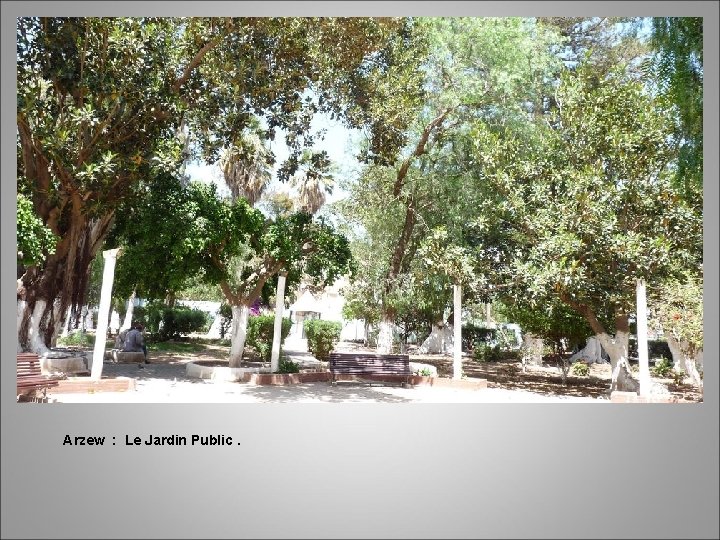 Arzew : Le Jardin Public. 
