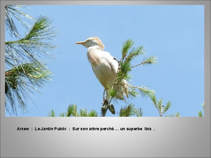 Arzew : Le Jardin Public : Sur son arbre perché … un superbe Ibis.