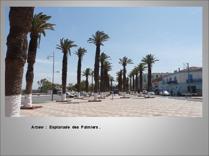 Arzew : Esplanade des Palmiers. 