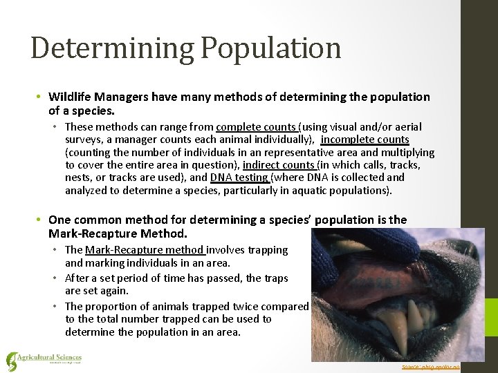 Determining Population • Wildlife Managers have many methods of determining the population of a