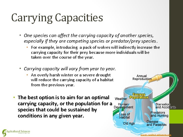 Carrying Capacities • One species can affect the carrying capacity of another species, especially