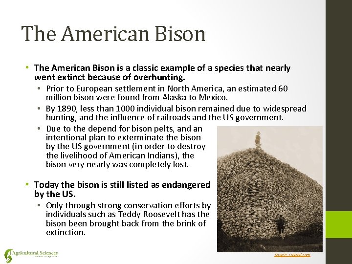 The American Bison • The American Bison is a classic example of a species