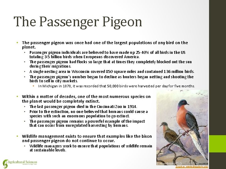 The Passenger Pigeon • The passenger pigeon was once had one of the largest
