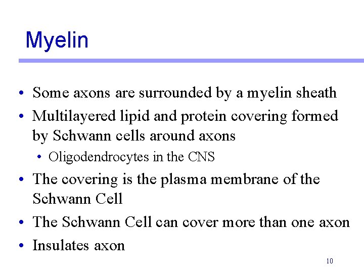 Myelin • Some axons are surrounded by a myelin sheath • Multilayered lipid and