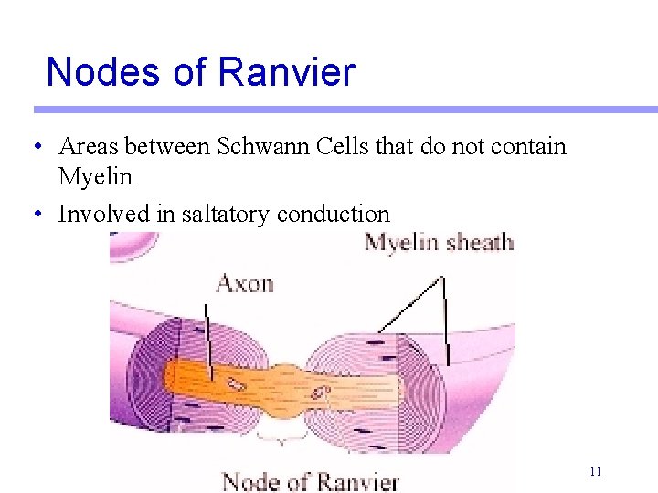 Nodes of Ranvier • Areas between Schwann Cells that do not contain Myelin •