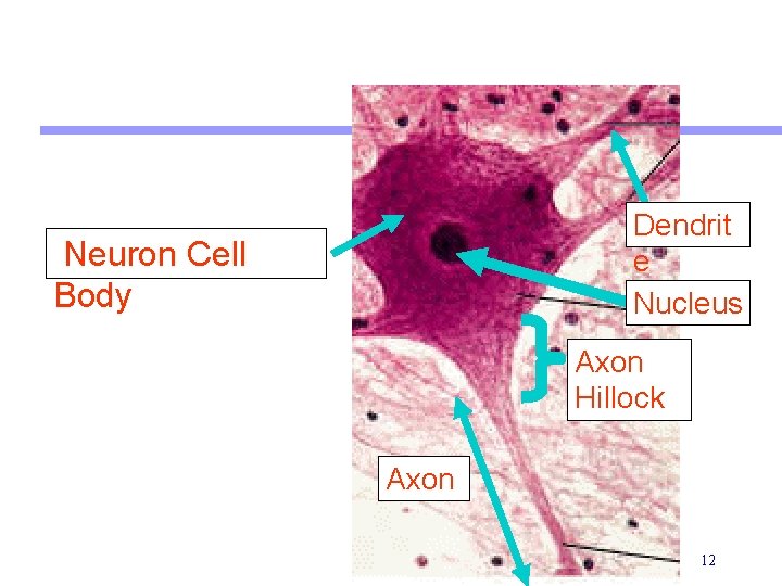 Dendrit e Nucleus Neuron Cell Body Axon Hillock Axon 12 