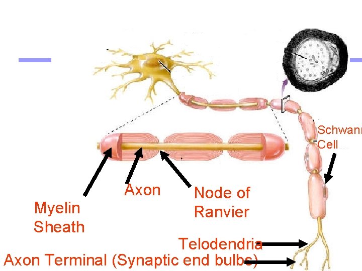 Schwann Cell Axon Myelin Sheath Node of Ranvier Telodendria Axon Terminal (Synaptic end bulbs)