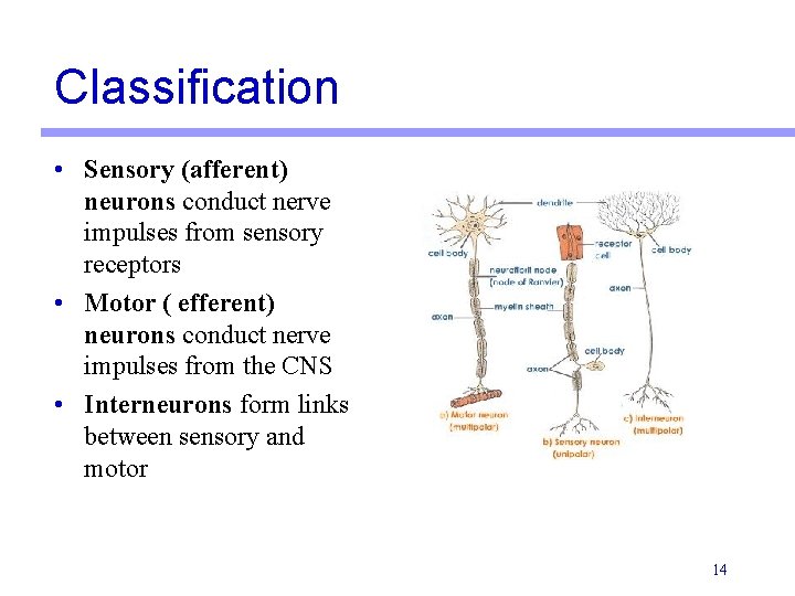 Classification • Sensory (afferent) neurons conduct nerve impulses from sensory receptors • Motor (