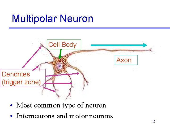 Multipolar Neuron Cell Body Axon Dendrites (trigger zone) • Most common type of neuron