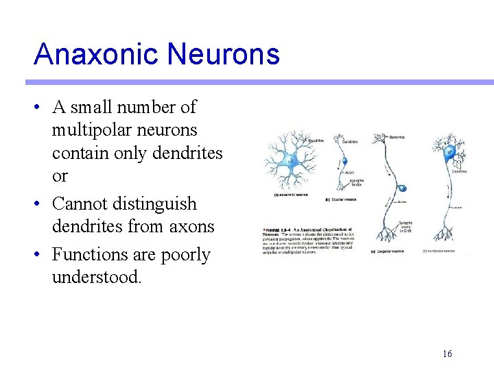 Anaxonic Neurons • A small number of multipolar neurons contain only dendrites or •