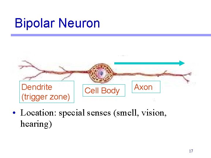 Bipolar Neuron Dendrite (trigger zone) Cell Body Axon • Location: special senses (smell, vision,