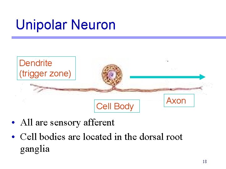 Unipolar Neuron Dendrite (trigger zone) Cell Body Axon • All are sensory afferent •