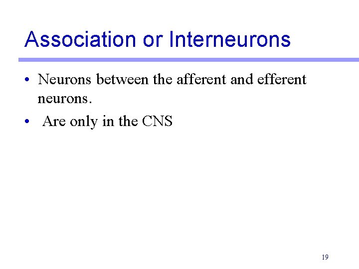 Association or Interneurons • Neurons between the afferent and efferent neurons. • Are only