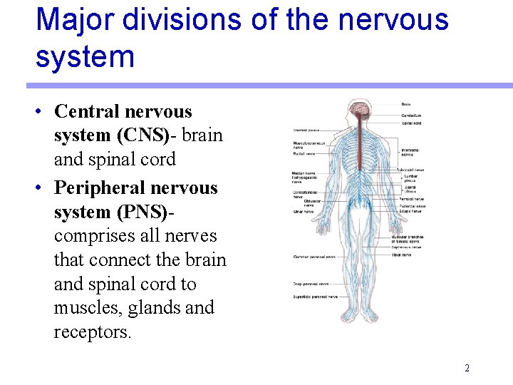 Major divisions of the nervous system • Central nervous system (CNS)- brain and spinal