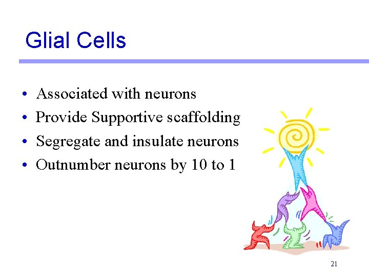 Glial Cells • • Associated with neurons Provide Supportive scaffolding Segregate and insulate neurons