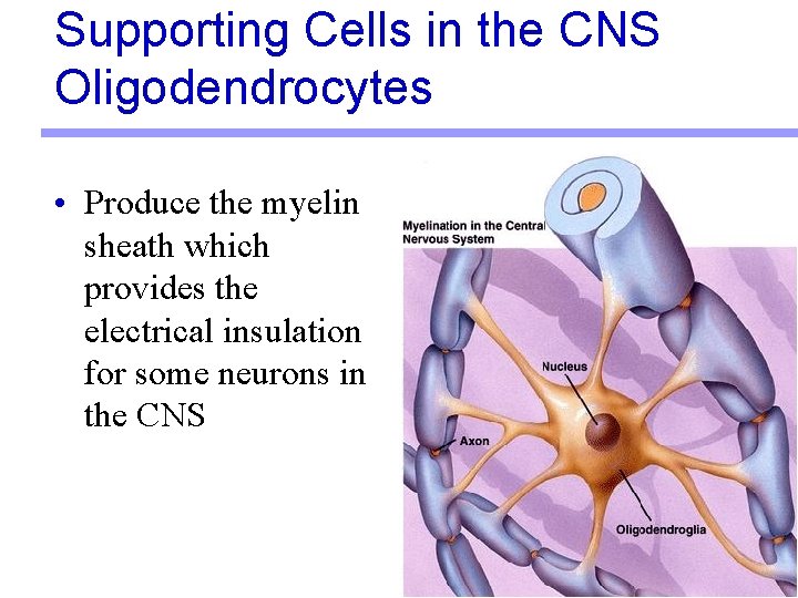 Supporting Cells in the CNS Oligodendrocytes • Produce the myelin sheath which provides the