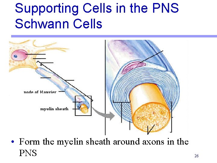 Supporting Cells in the PNS Schwann Cells • Form the myelin sheath around axons