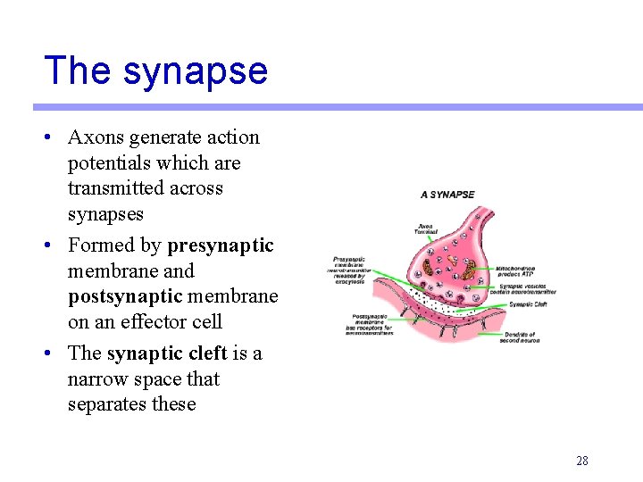 The synapse • Axons generate action potentials which are transmitted across synapses • Formed